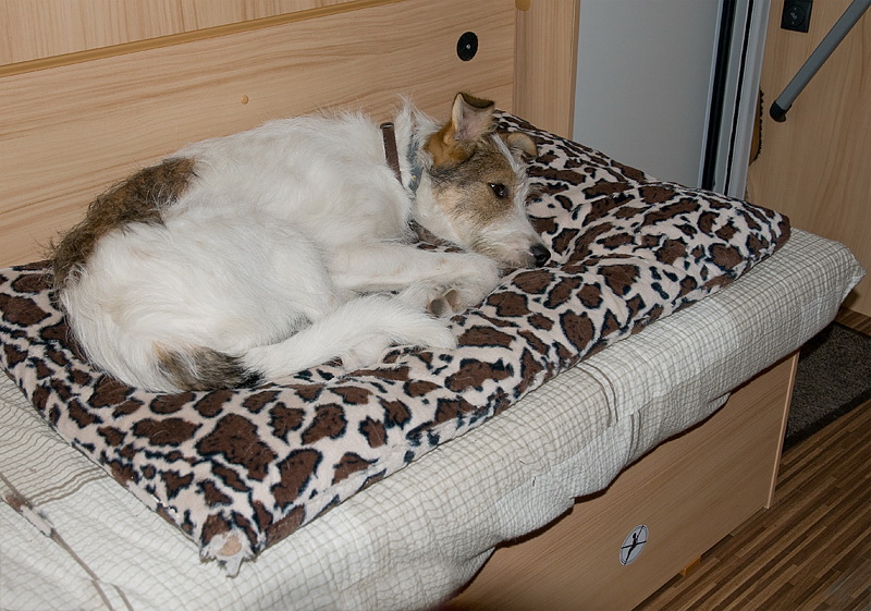 Felix Südtirol D35_4295 als Smart-Objekt-1 Kopie.jpg - Felix hat es sich in seinem neuen Bett gemütlich gemacht. Er ist aber immer noch nicht so vertraut mit seiner neuen Umgebung.